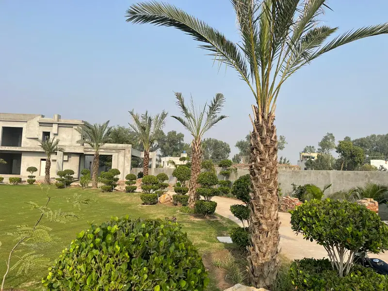 Farm House For Sale Gray Stucture ready At Main Bedian Road Lahore